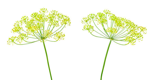 Dill flowers stock photo