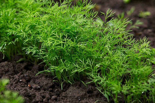 dill in a soil the green dill growing in a soil dill photos stock pictures, royalty-free photos & images