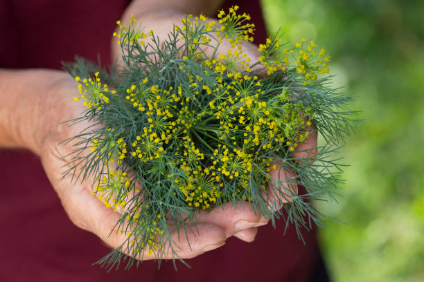 Dill Woman is holding in her hands dill dill stock pictures, royalty-free photos & images