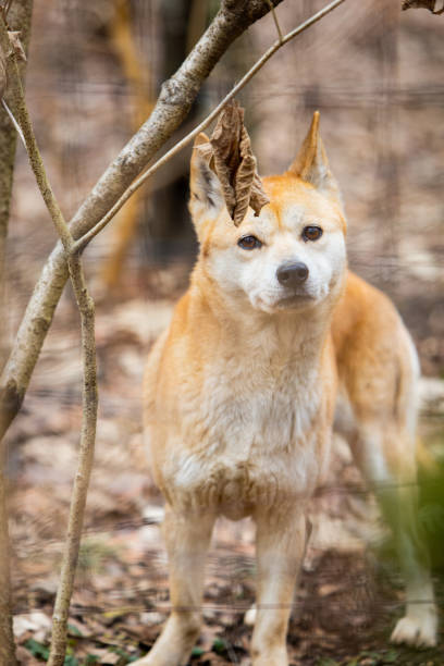 Dingo at the Zoo stock photo