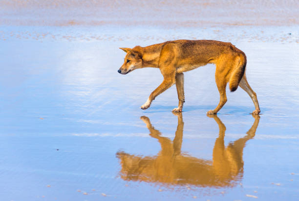 Dingo on seventy five mile beach stock photo