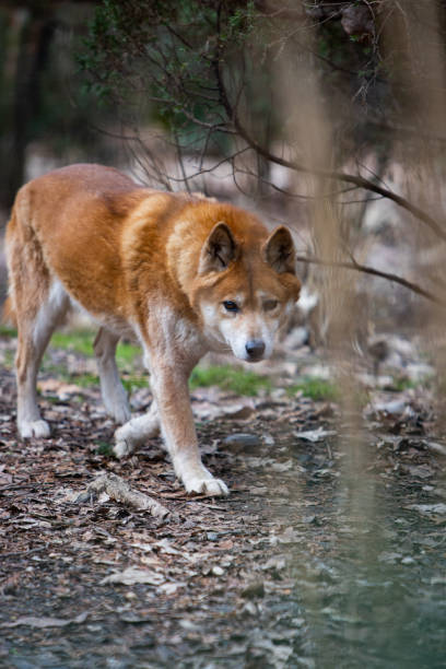 Dingo prowling stock photo