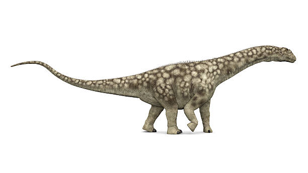 Dinosaur Argentinosaurus stock photo