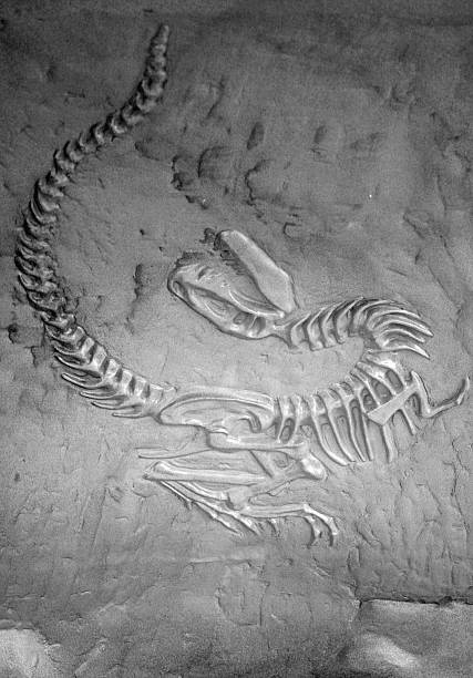 Dinosaur fossil stock photo