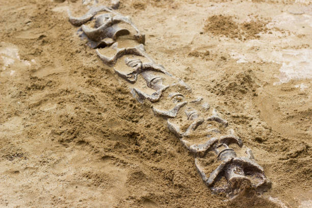 Best Dinosaur Dig Stock Photos, Pictures & Royalty-Free Images - iStock