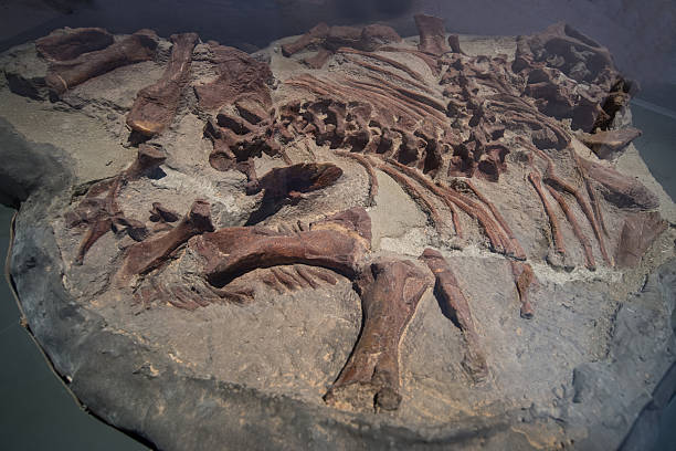 Dinosaur Fossils stock photo