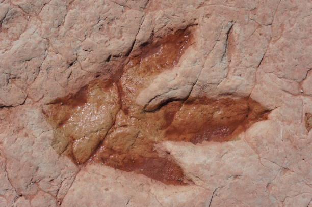 Dinosaur Track 1 Dinosaur track near Tuba City in Arizona fossil site stock pictures, royalty-free photos & images