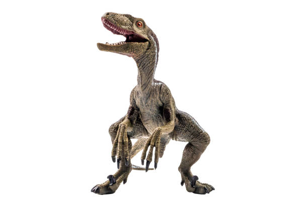 dinosaur , Velociraptor on white background . Clipping path stock photo