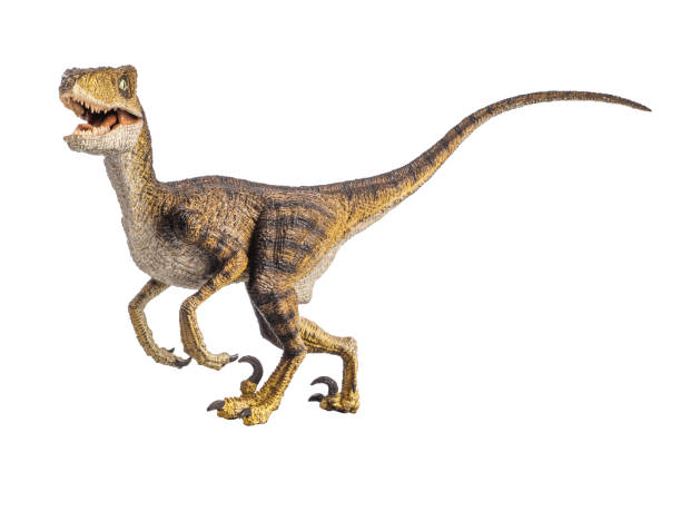 dinosaur , Velociraptor on white background . Clipping path stock photo