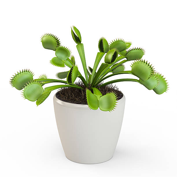 Dionaea muscipula isolated on white background. 3D Rendering, 3D Illustration. Dionaea muscipula isolated on white background. 3D Rendering, 3D Illustration. carnivorous plant stock pictures, royalty-free photos & images