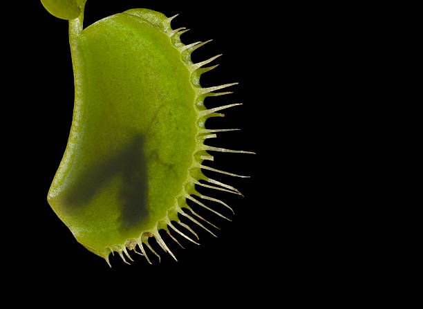 Dionaea  carnivorous plant stock pictures, royalty-free photos & images