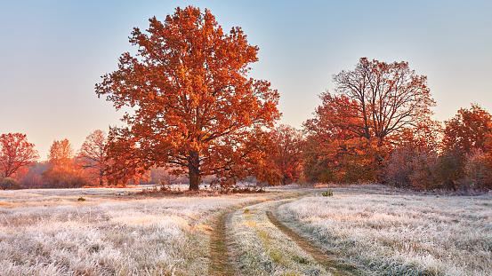 Grass covered with white frost in early morning panorama. Dirt road on field, oak tree with orange leaves. Season change from autumn to winter. Foggy meadow fall sunrise. Belarus.