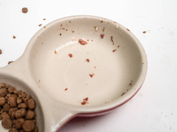 Dirty cat food bowls on a mucky white surface stock photo
