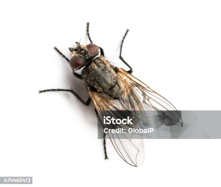 istock Dirty Common housefly viewed from up high, Musca domestica 474465413