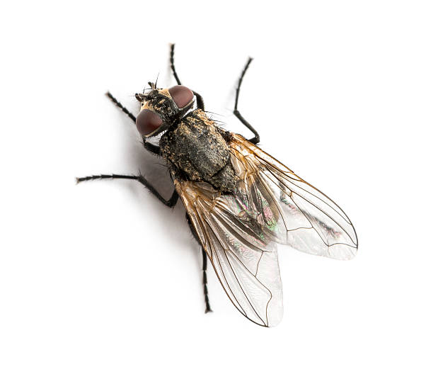 dirty common housefly viewed from up high, musca domestica - huisvlieg stockfoto's en -beelden