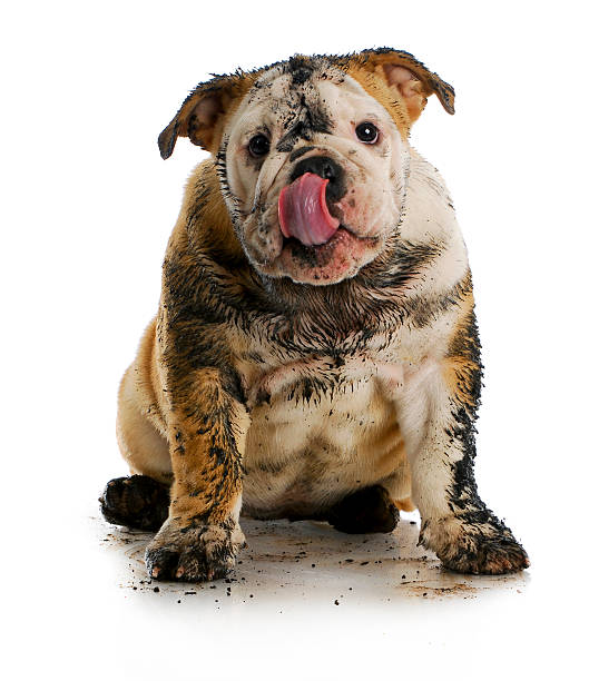 dirty dog dirty dog - muddy english bulldog sitting on white background mud stock pictures, royalty-free photos & images