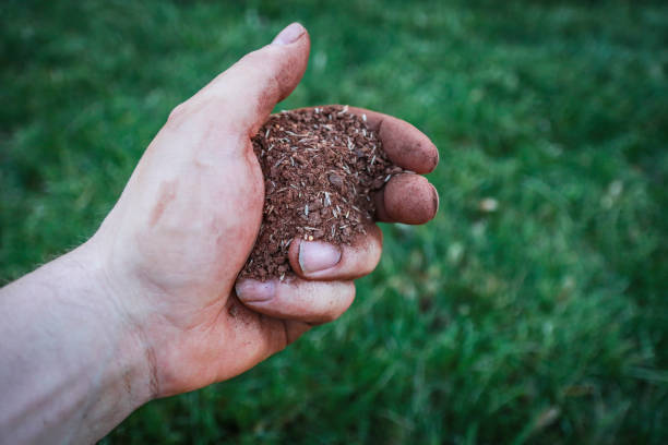 Dirty hand spreads feed and seed mix to green grass lawn. stock photo