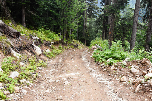 Dirty road in a pine forest in the Caucasus mountains.