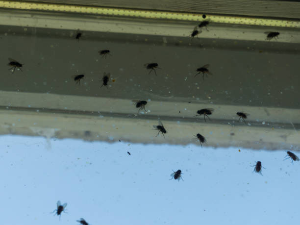 vuile venster bedekt met vliegen en andere insecten - huisvlieg stockfoto's en -beelden