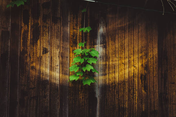 Dirty wooden wall rubbed with grass stock photo