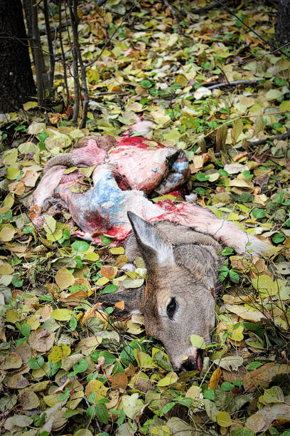 en kasserad hjort dölja och huvudet i höstlöv - deer dead bildbanksfoton och bilder
