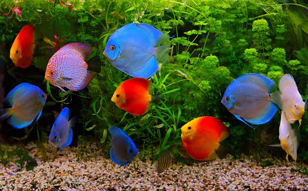 Discus (Symphysodon), multi-colored cichlids in the aquarium Discus (Symphysodon), multi-colored cichlids in the aquarium, the freshwater fish native to the Amazon River basin freshwater stock pictures, royalty-free photos & images