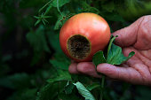 istock Disease of tomatoes. Blossom end rot on the fruit. Damaged red tomato in the farmer hand 1333485878
