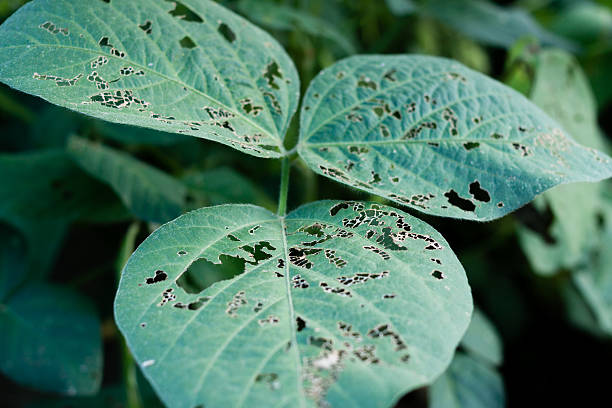 710 Plant Diseases And Pests Stock Photos, Pictures &amp; Royalty-Free Images - iStock