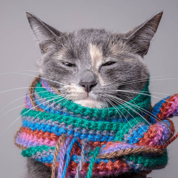 A disgruntled cat, wrapped in a multicolor knitted scarf, looks slyly at the camera. Isolated, gray background. stock photo