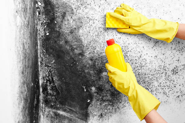 Disinfection of Aspergillus fungus. A hand in a yellow glove removes black mold from the wall in the apartment with a sponge. Detergents."n stock photo