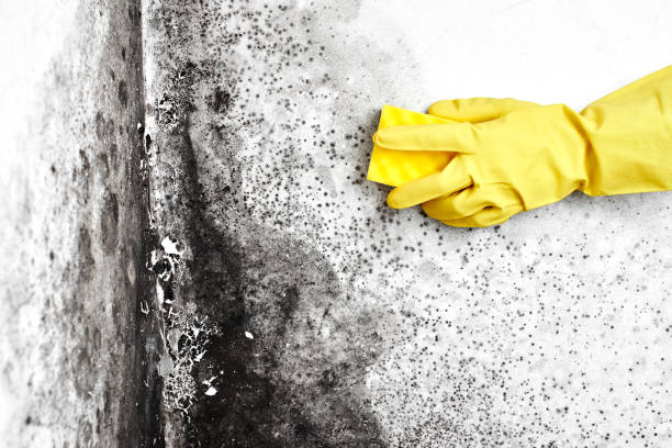 Disinfection of the fungus. A hand in a yellow glove removes the black mold from the wall in the apartment with a sponge. Aspergillus."n stock photo