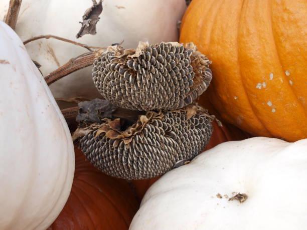 Display Pumpkins, Squash and Sunflower Seed Pods stock photo