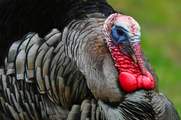 Displaying tom turkey 1 stock photo