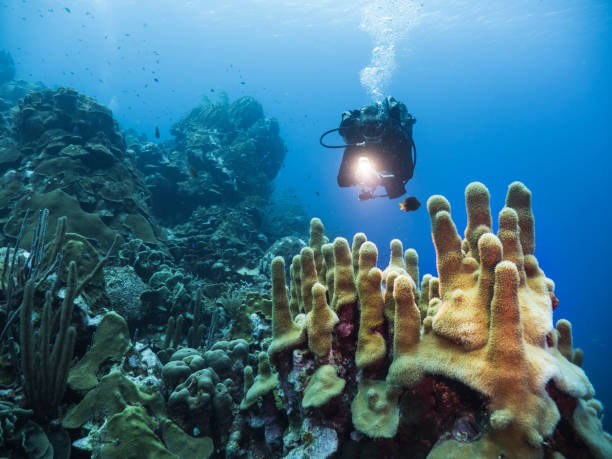 Diver at the coral reef in the Caribbean Sea around Curacao stock photo