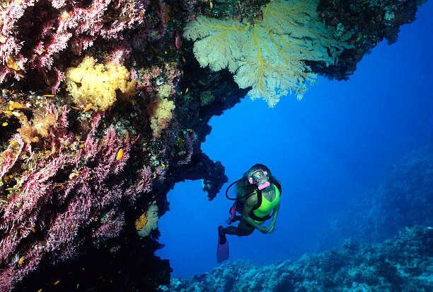 Diver Exploring Coral Cave. Australia Woman Diver looking under ledge. deep sea diving stock pictures, royalty-free photos & images