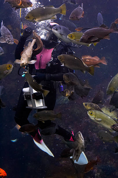 SCUBA diver surrounded by fish stock photo