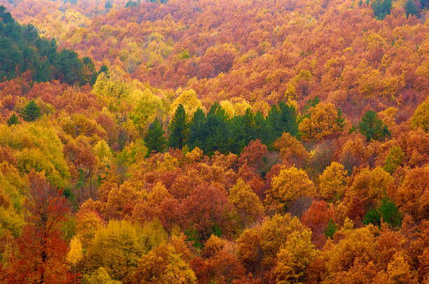 Divine beauty of the forest in autumn colors. stock photo