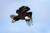 istock Diving Bald Eagle 1339902638