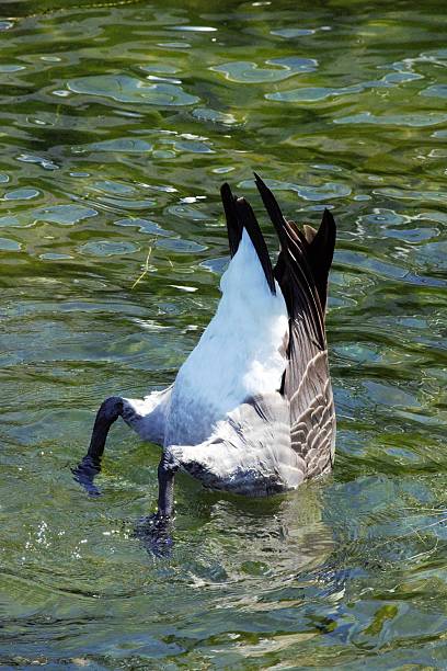 Diving goose stock photo