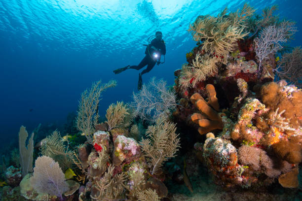 Diving in the Cayman Islands View of a female diver and the stunning Caribbean coral reefs in Grand Cayman - Cayman Islands deep sea diving stock pictures, royalty-free photos & images