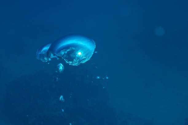 Diving Seychelles - 2019 stock photo