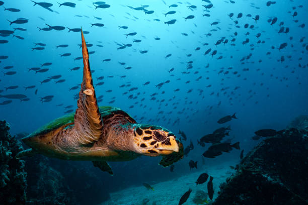 Diving Seychelles - 2019 stock photo