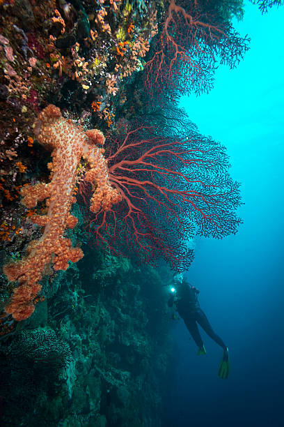 Diving the drop off's in Palau - Micronesia Female diver carefully observing the pristine marine life and a soft tree coral (Dendronephthya sp), by the dive spot called Big Drop-Off (Ngemelis Wall). The drop-off starts in extremely shallow water and falls to depths greater than 900ft. Palau has incredible dives to offer including the drop off's where the dives come along walls covered with stunning corals babeldaob island stock pictures, royalty-free photos & images