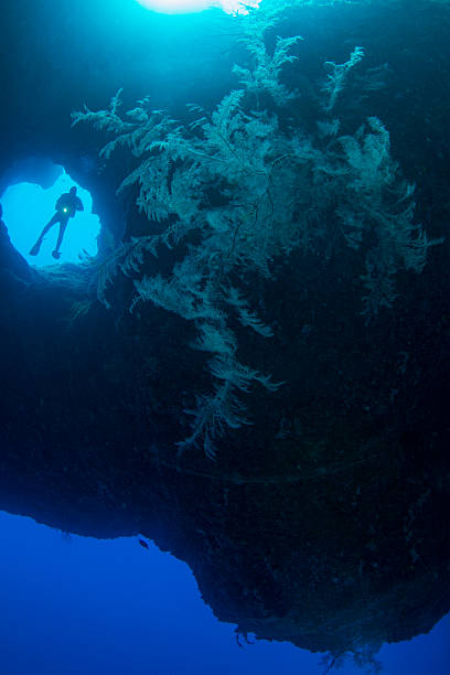 Diving the drop off's in Palau Palau has incredible dives to offer including the drop off's where the dives come along walls covered with stunning corals. Below the depths goes to the abyss babeldaob island stock pictures, royalty-free photos & images