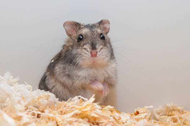 Djungarian dwarf hamster [Phodopus sungorus] stock photo