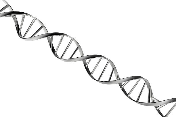 Dna http://vamorelia.com/ibanners/7.jpg helix model stock pictures, royalty-free photos & images
