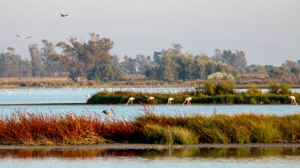 Doñana national park, Huelva. stock photo