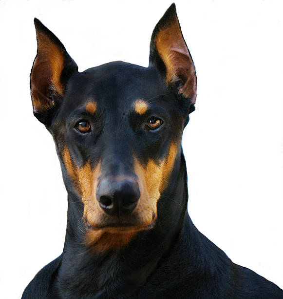 Doberman Doberman head shot on white ground. guard dog stock pictures, royalty-free photos & images