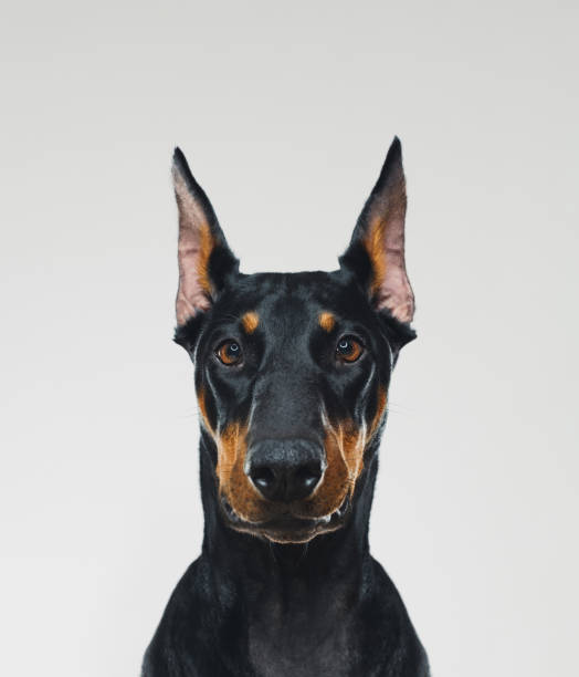 Dobermann dog portrait looking at camera Portrait of cute dobermann dog posing with serene expression. Vertical portrait of black dog looking to the camera against gray background. Studio photography from a DSLR camera. Sharp focus on eyes. guard dog stock pictures, royalty-free photos & images