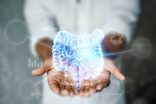 Doctor and holographic bowel scan projection with vital signs and medical records. Concept of new technologies, body scan, digital x-ray, abdominal organs, modern medicine. stock photo